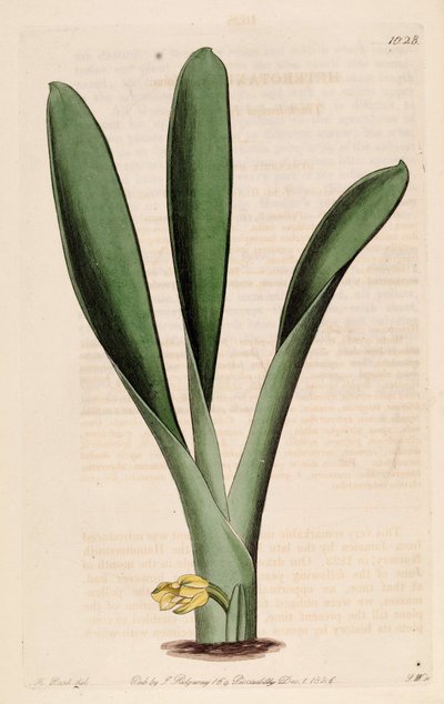 Illustration von Heterotaxis sessilis (als syn. Heterotaxis crassifolia) von Jams  Watts
